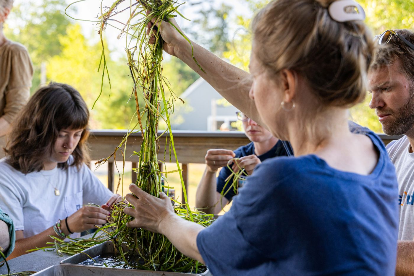 Volunteers and researchers pluck the reproductive parts of eelgrass