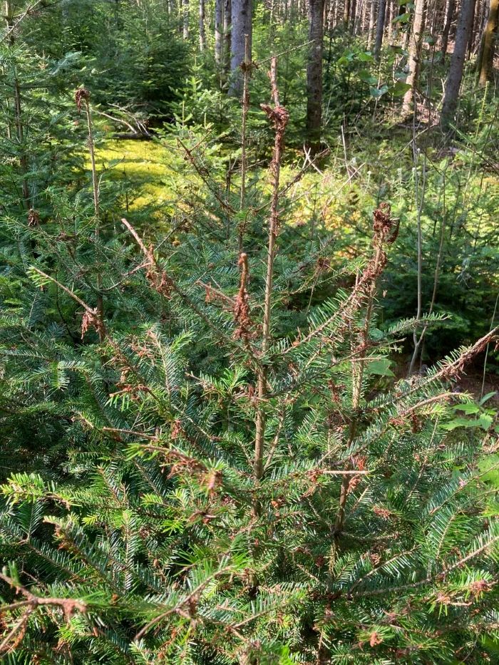 young balsam fir tree
