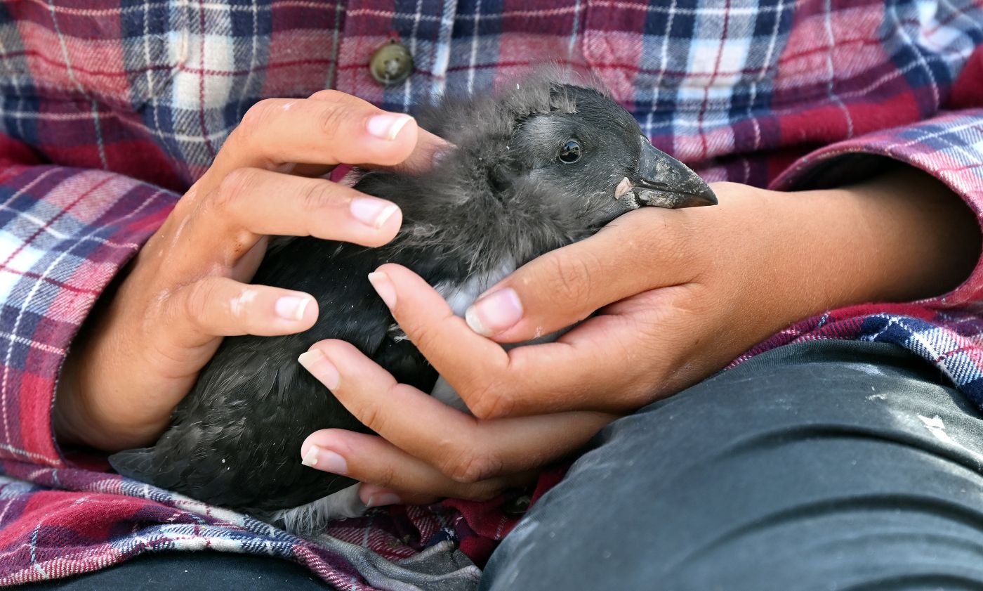 human hands holding a baby puffin