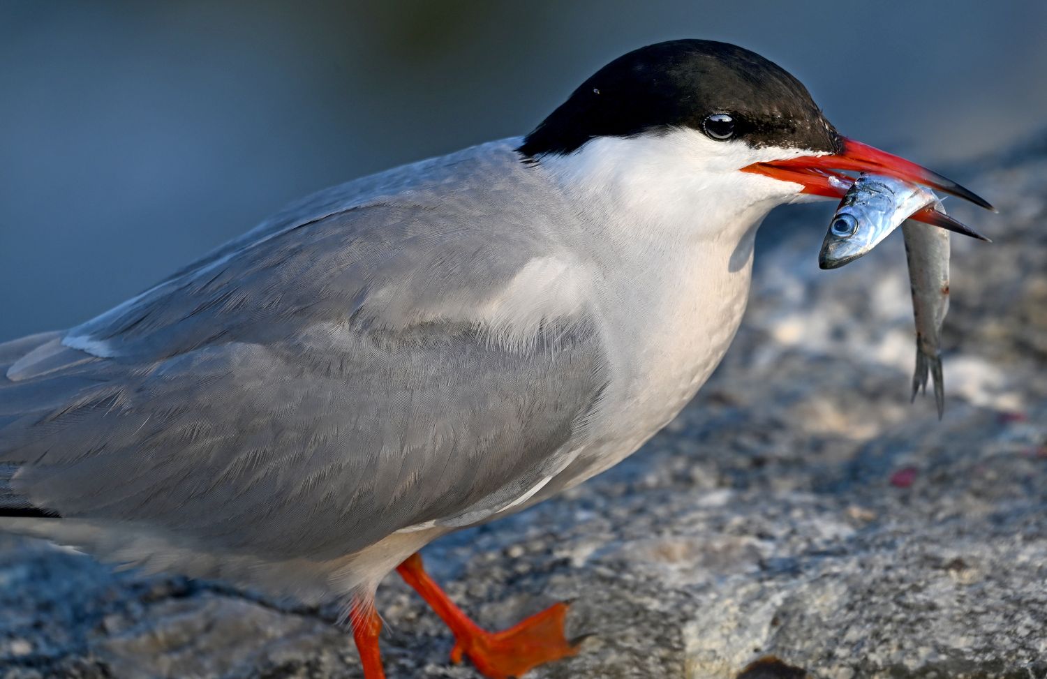 common tern with a herring in its beak