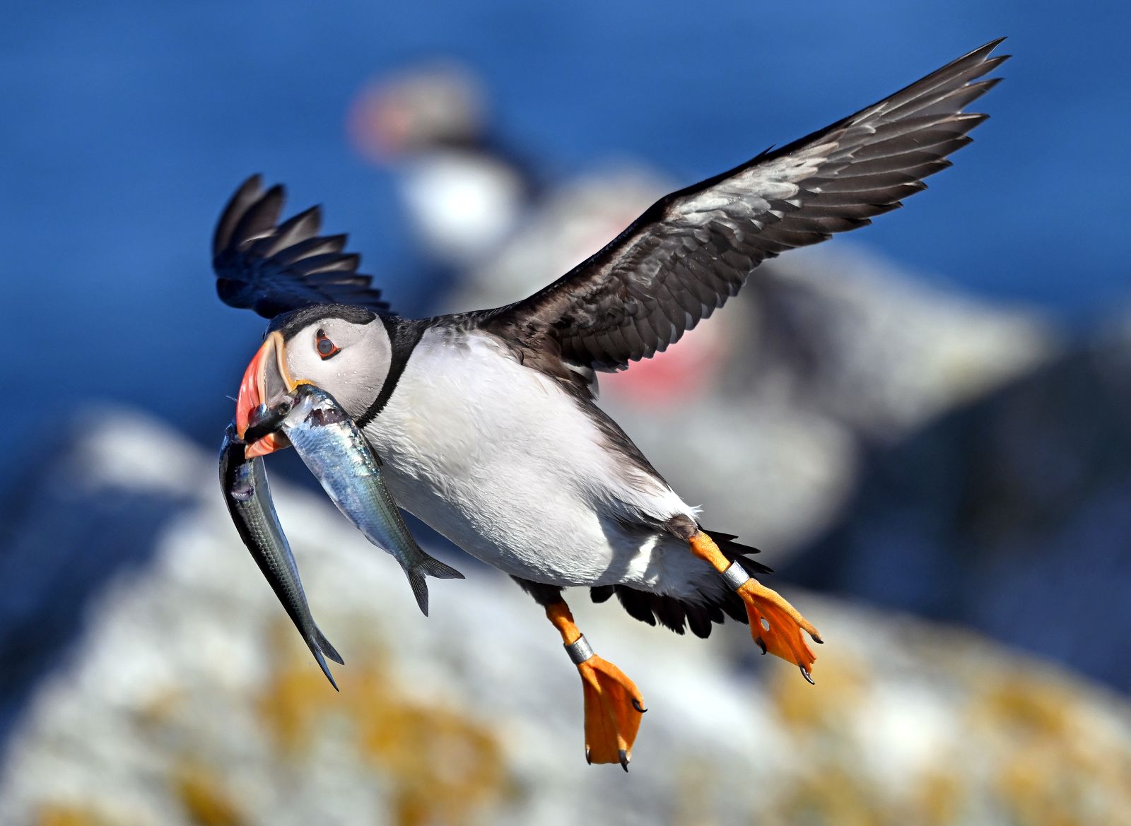 puffin flying with haddock in its beak