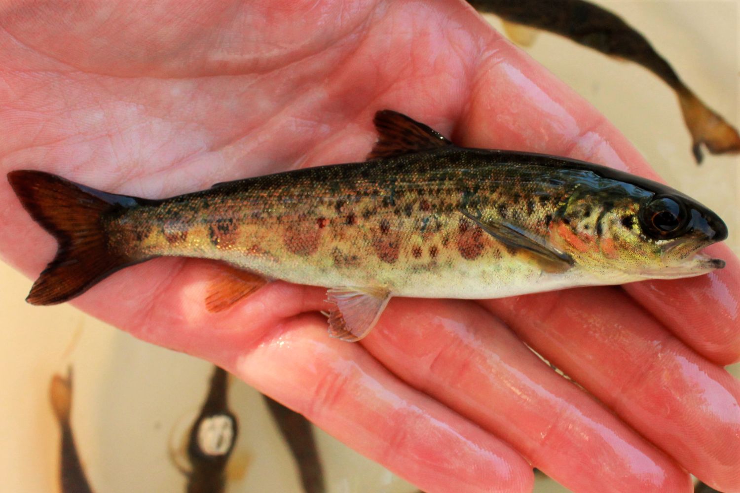 hand holding a young Atlantic salmon 