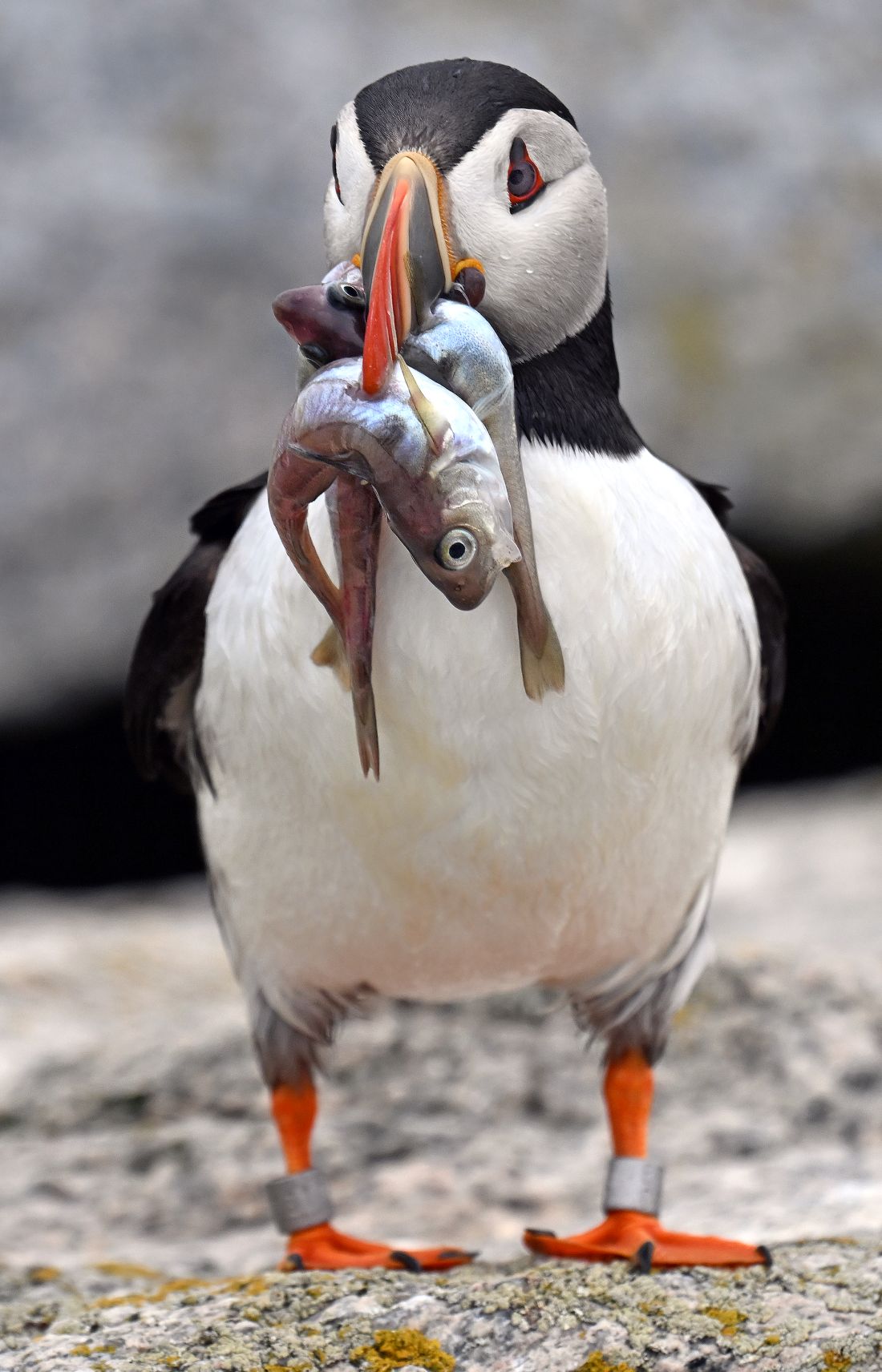 a puffin with two haddock in its beak