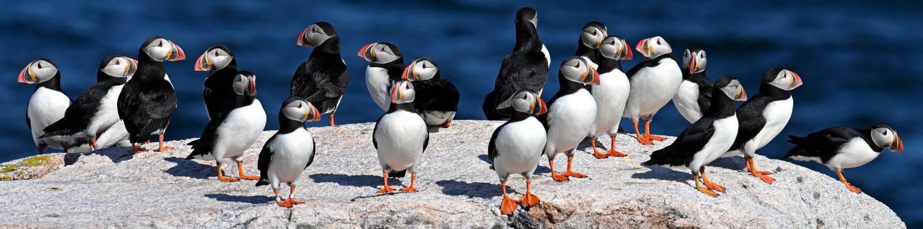 a group of puffins on a large boulder