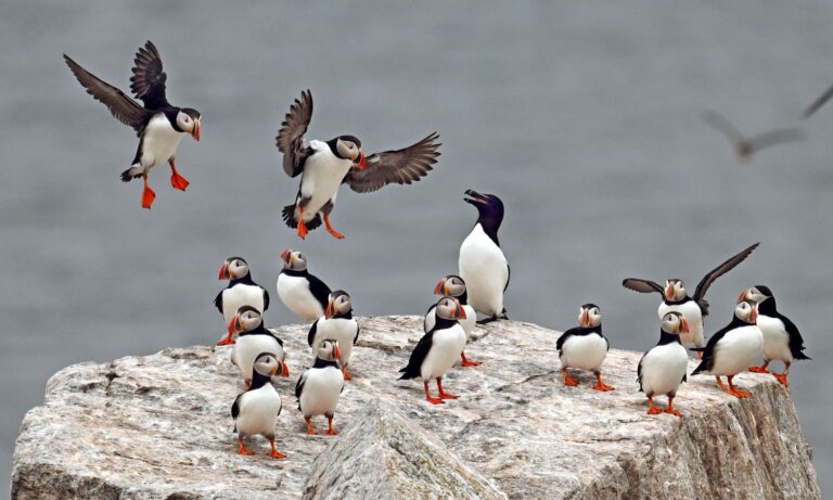 Puffins and a razorbill perched on a large boulder