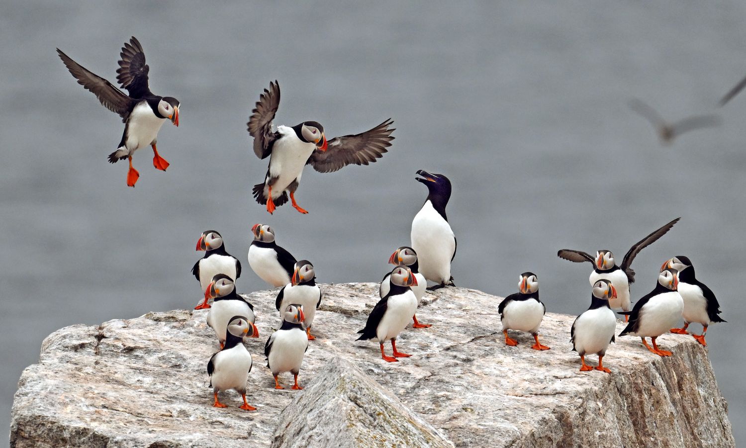 Puffins and a razorbill perched on a large boulder