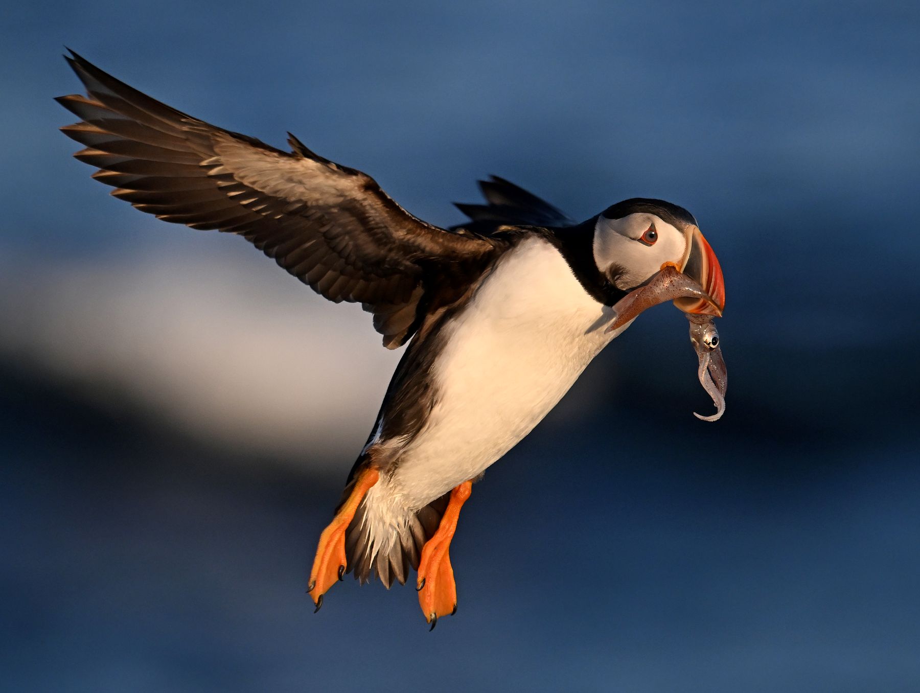puffin flying with a squid in its beak