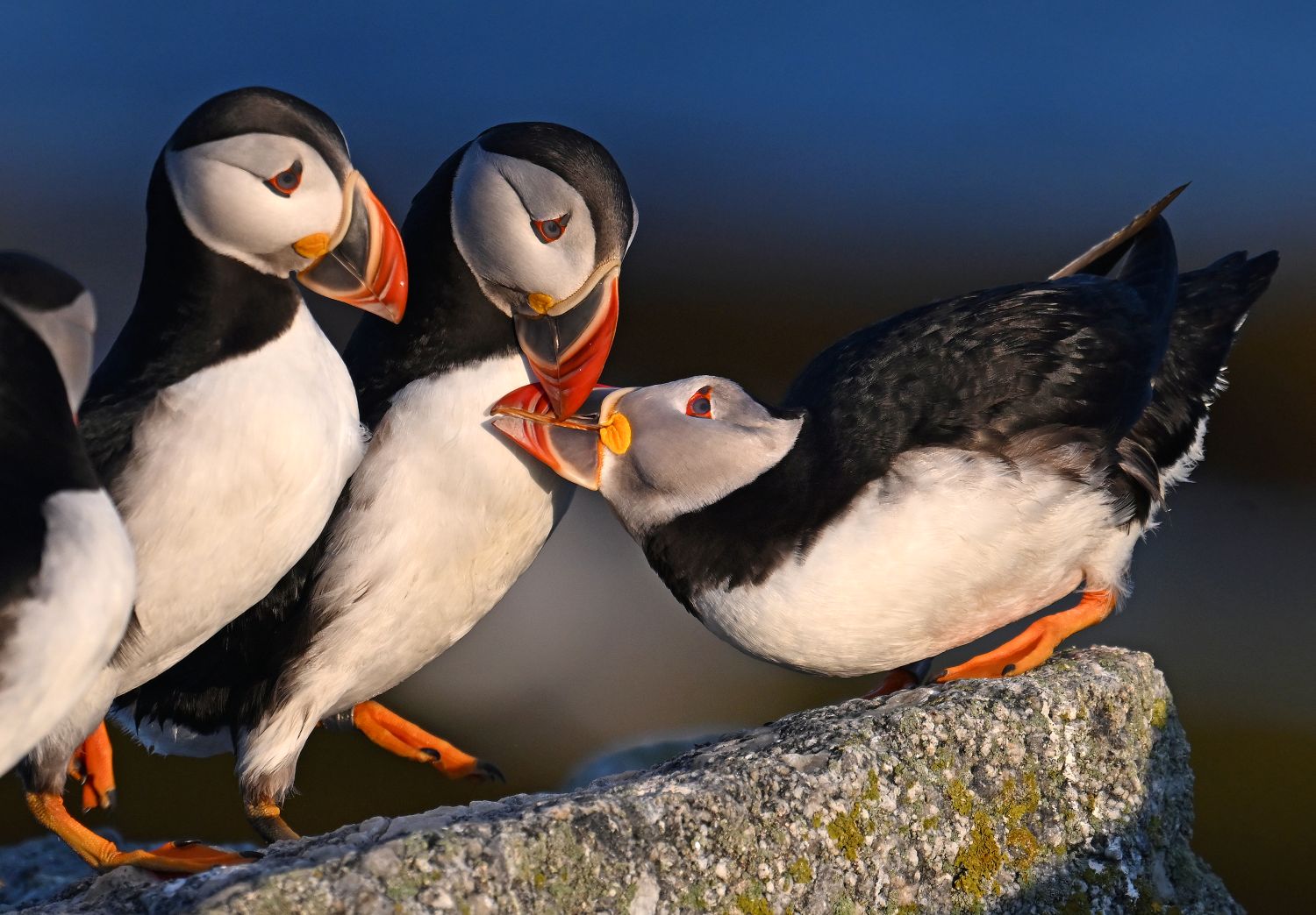 puffins nuzzling