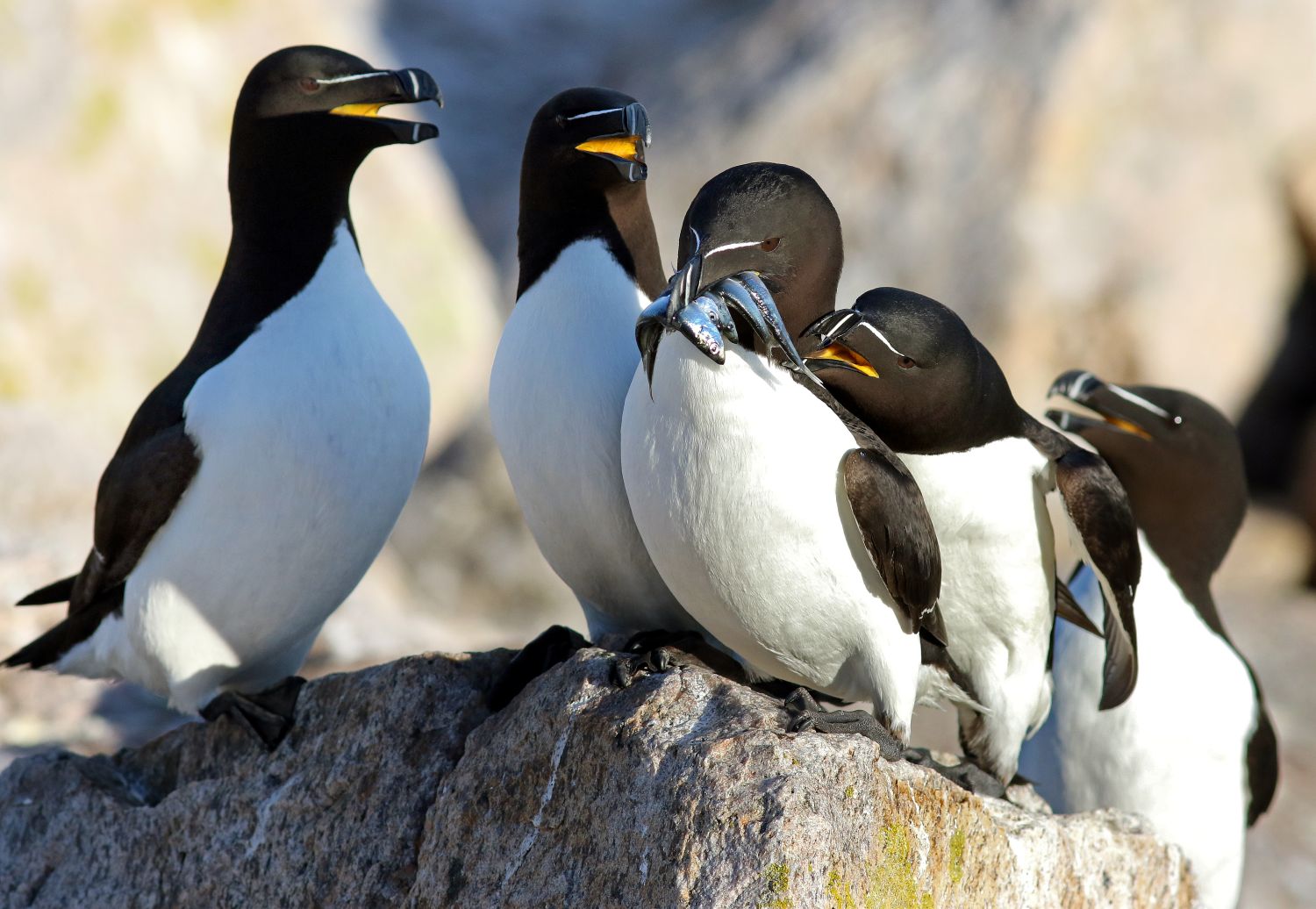 a group of razorbills