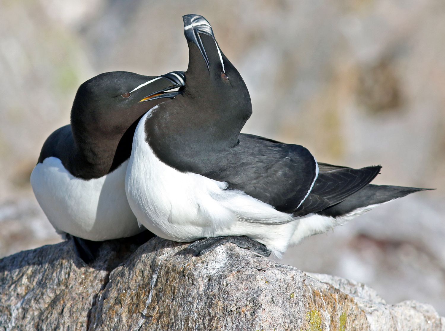 razorbills nuzzling