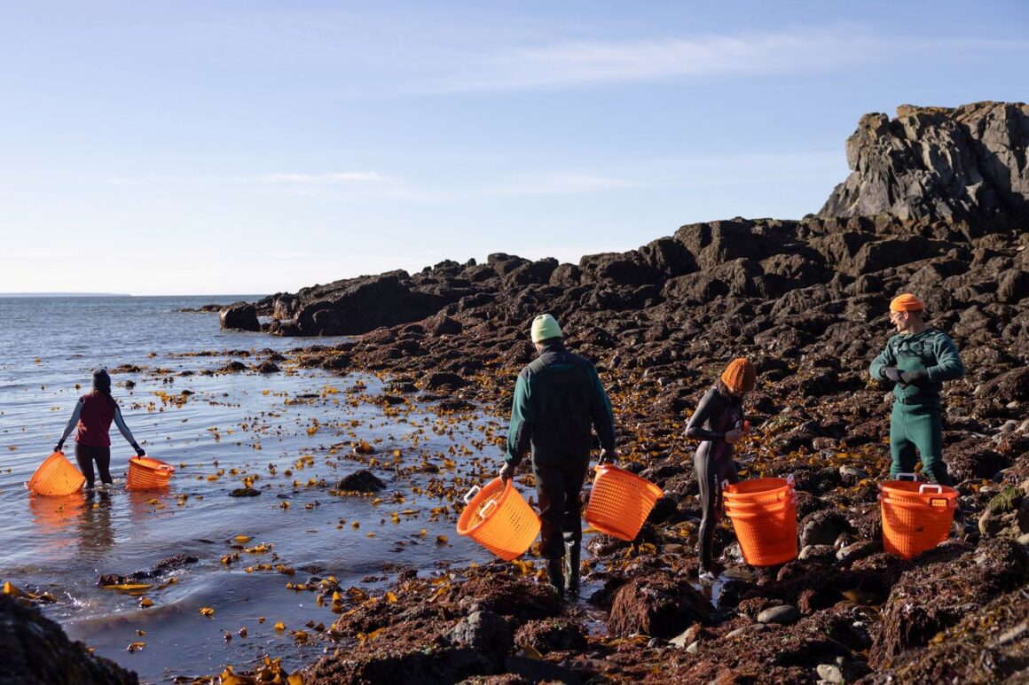 a group of four individuals participating in a seaweed harvest