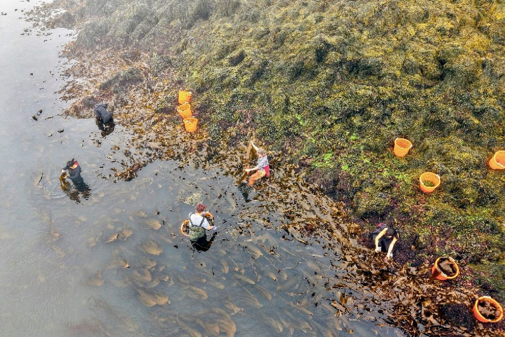 aerial view of a seaweed harvest