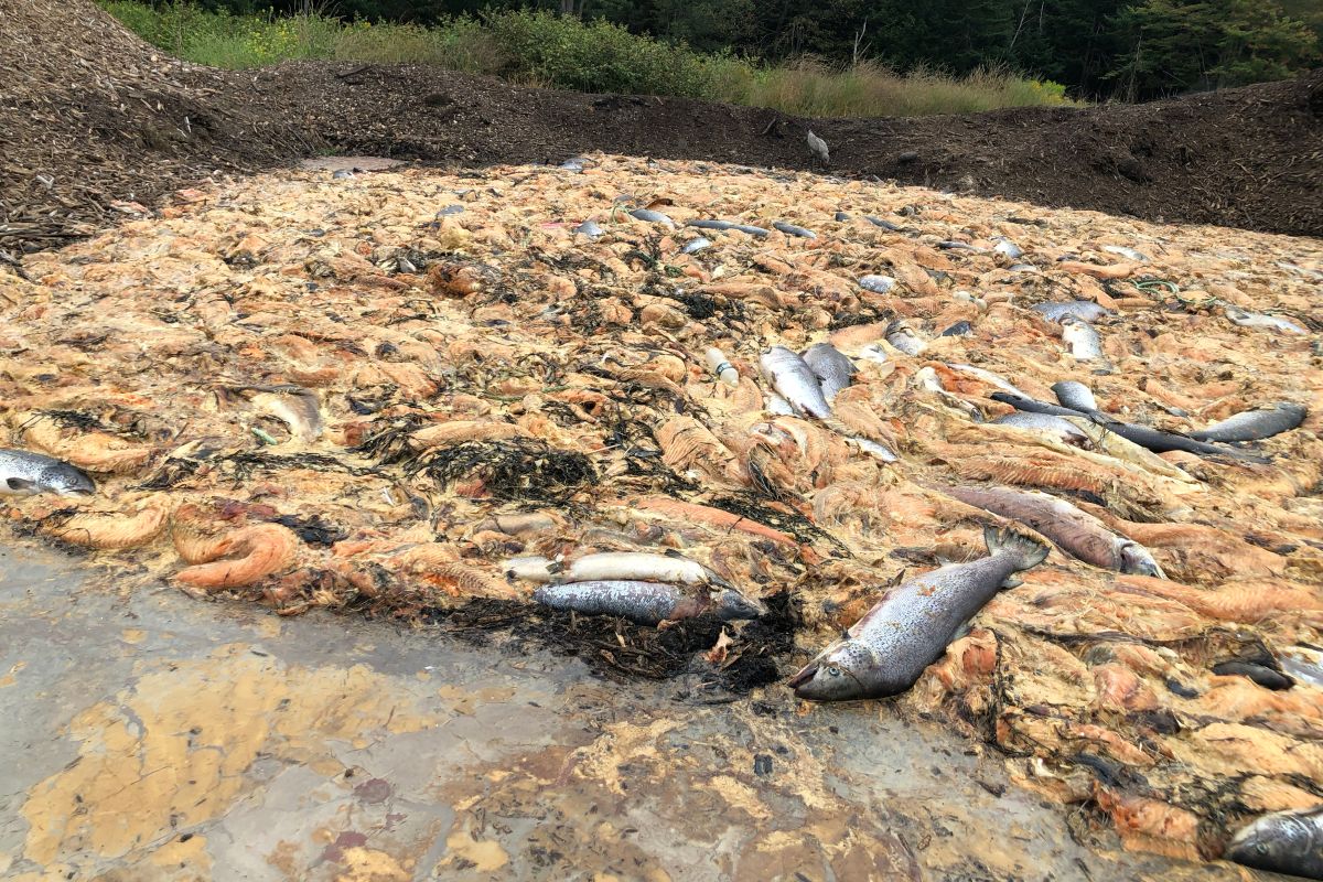 Dead Atlantic salmon in a compost pile 