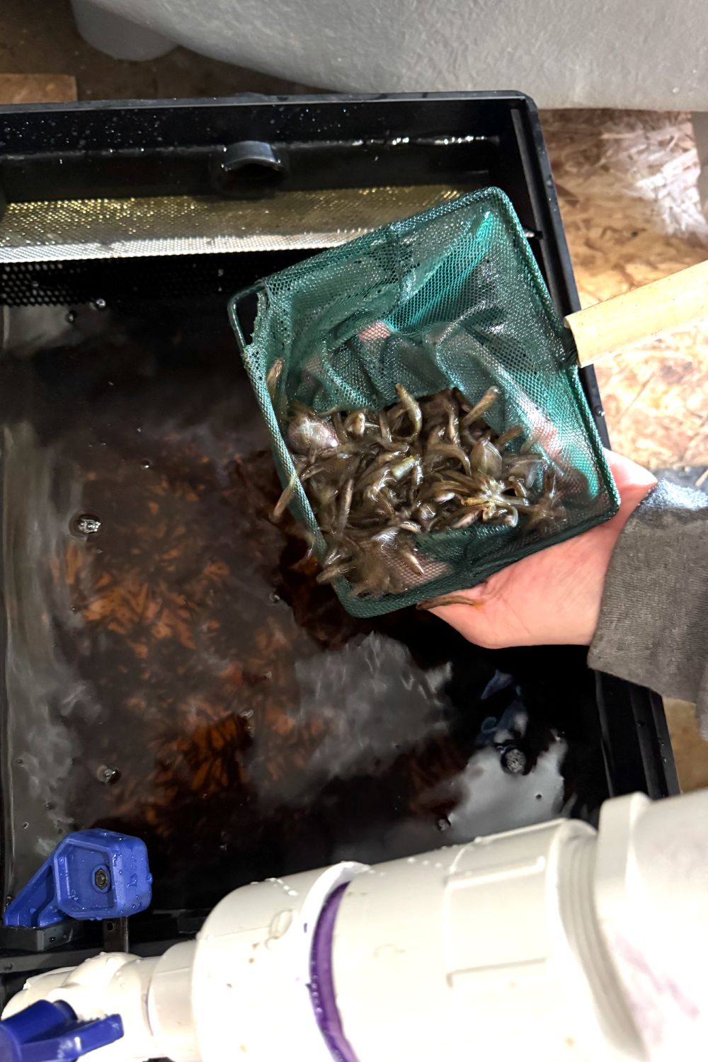 hatchery-raised salmon being lifted up with a net