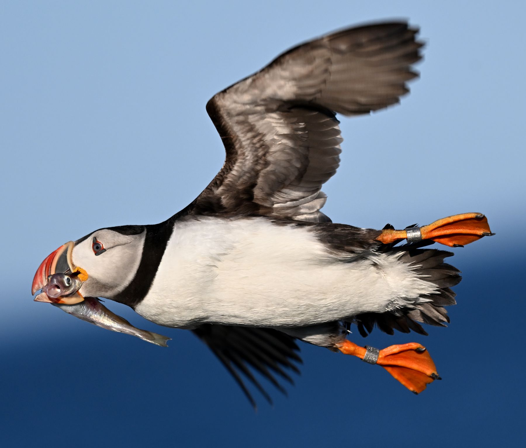 a puffin flies in the air with haddock in its beak