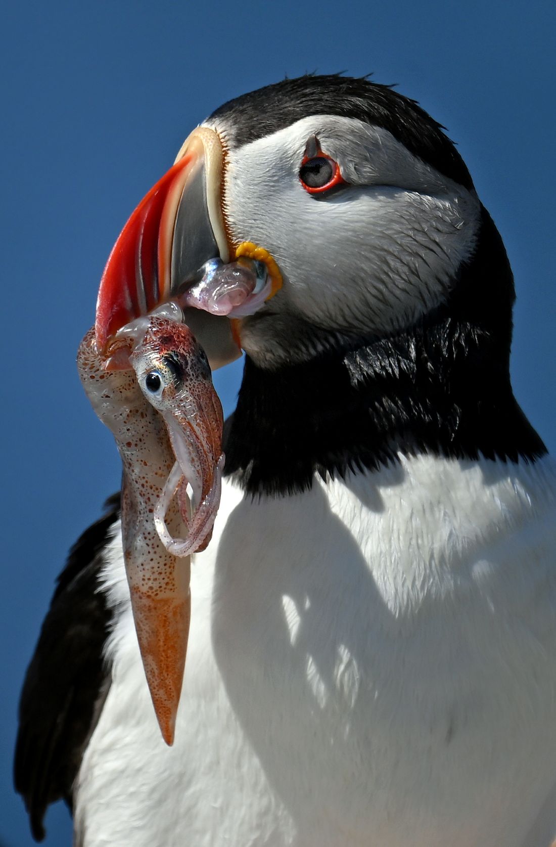 a puffin with a squid in its beak