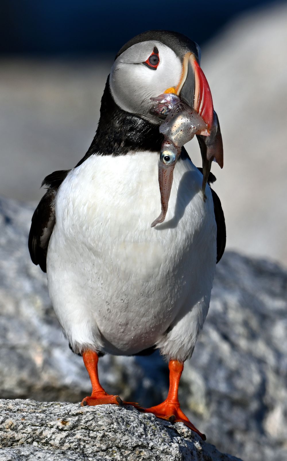 a puffin with a squid in its beak