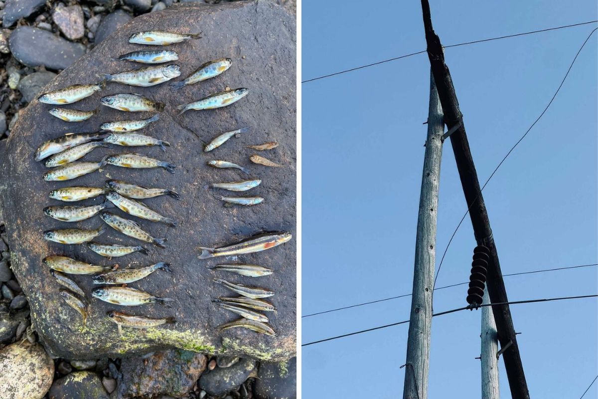 composite image showing dead fish on the left, and on the right, a charred crossarm is visible atop a utility pole.