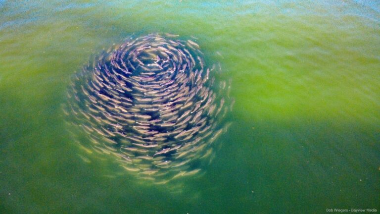 a school of striped bass